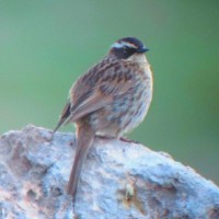 Radde's Accentor